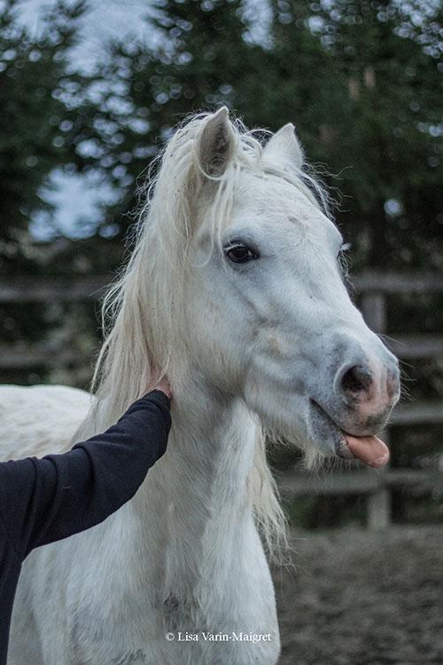 poney-gris